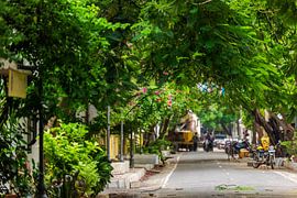 Standing in the middle of a road with beautiful big alley trees in Puducherry, South India by Robert Ruidl