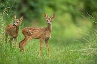 Fawn