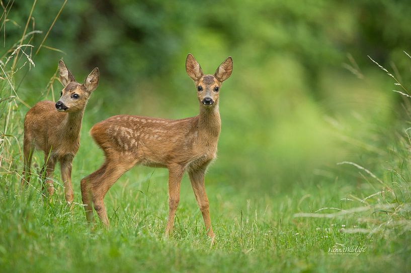 Fawn by Vienna Wildlife
