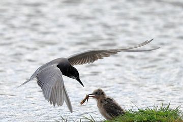 Zwarte stern van Rinnie Wijnstra (FotoAmeland )