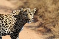 Luipaard Pilanesberg NP Zuid Afrika van Ralph van Leuveren thumbnail