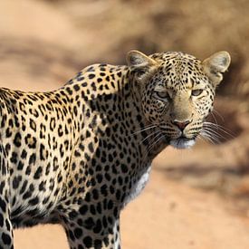 Luipaard Pilanesberg NP Zuid Afrika van Ralph van Leuveren