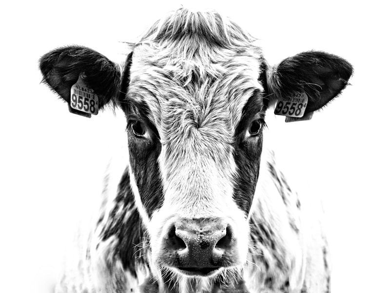 Portret van een nieuwsgierige koe in zwart-wit van Jessica Berendsen