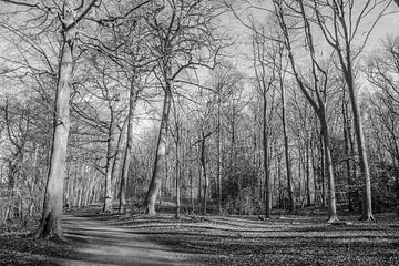 Mysterieus Oerbos van Roland de Zeeuw fotografie