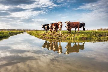 The Netherlands, Meije. Young cows by a ditch.