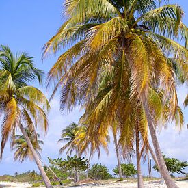 Tropical beach in Cuba by Patricia Hofmeester
