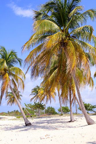 Tropical beach in Cuba