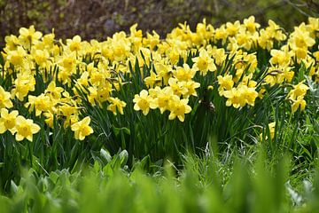 Daffodils in the garden by Claude Laprise