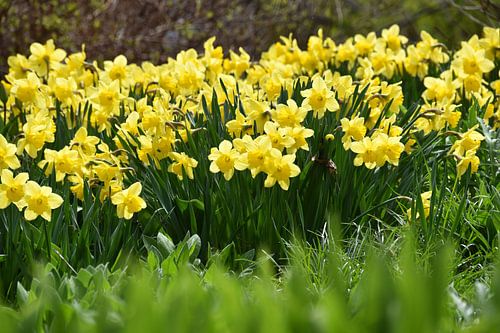 Narcissen in de tuin