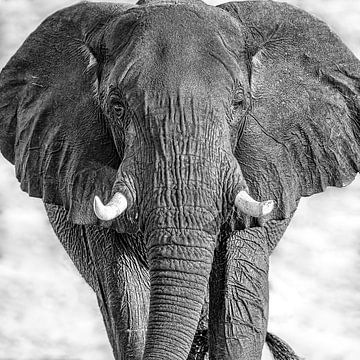 Eye to eye with African Elephant by Michael Kuijl