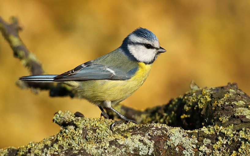 Blue tit 3 by patrick verweire