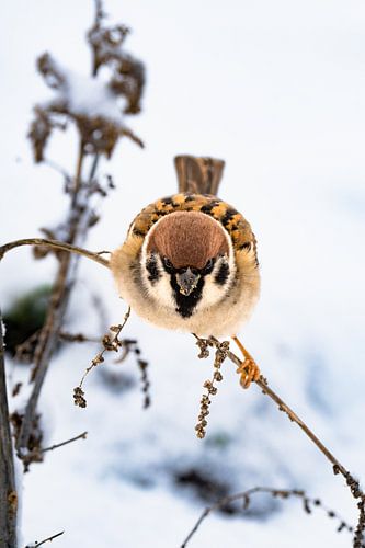 Ringmus in winters wit, een moment van verstilde natuur, waar adem en aarde elkaar bijna niet durven storen.