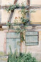 Wand aus Blau, Gelb und Grün | Altes überwuchertes Haus in Frankreich | Pastellfarbene Reisefotograf