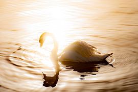 The Swan and the Sun by Camera Glimpse