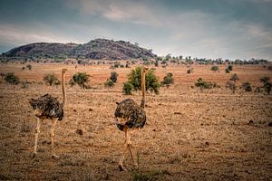 Twee Struisvogels in Kenia van Marjolein van Middelkoop