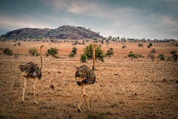 Twee Struisvogels in Kenia