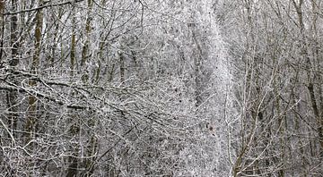 Forêt d'hiver sur Thomas Jäger