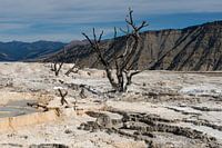 Mammoth hot springs Yellowstone NP