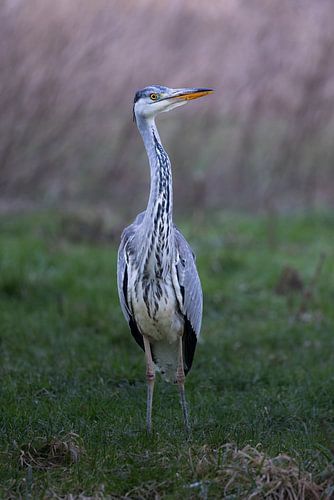 Blauwe reiger