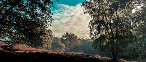 Vue panoramique du Mookerheide sur Bas Stijntjes