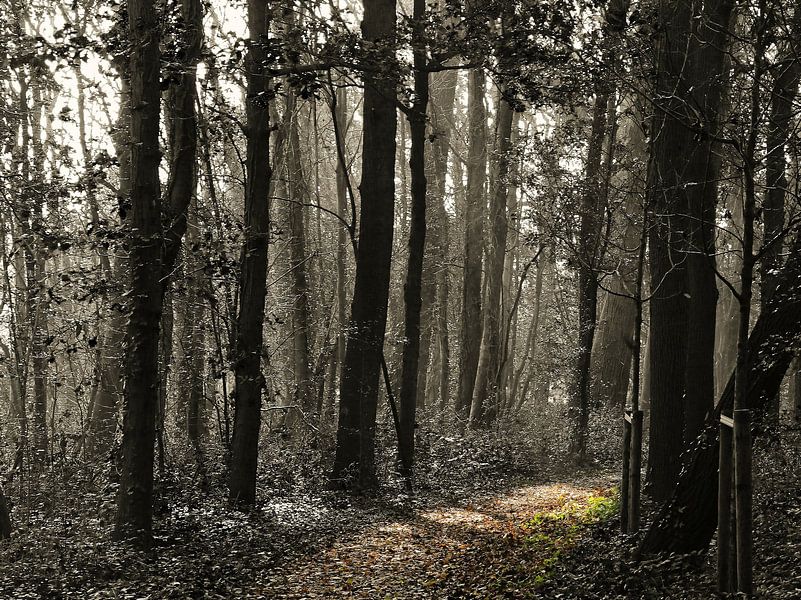 weg by richard admiraal