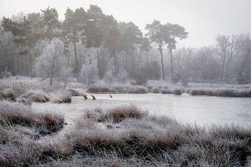 Winter bij het Kogelven op de Kampina sur H Verdurmen