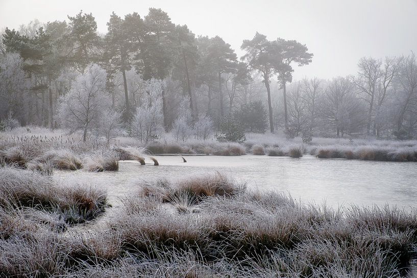 Winter bij het Kogelven op de Kampina von H Verdurmen