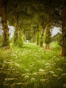Wildblumen in Flevoland