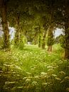 Wild flowers in Flevoland by Pascal Raymond Dorland thumbnail