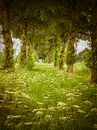 Wildblumen in Flevoland von Pascal Raymond Dorland Miniaturansicht