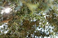 Olijfboom in de zomer in Nationaal park Peneda-Geres Portugal van Floris Heuer thumbnail