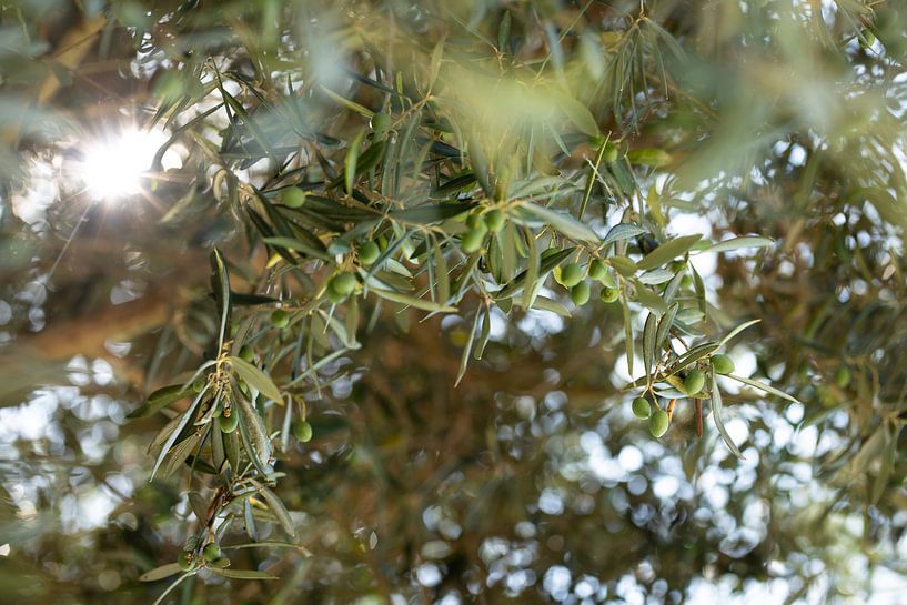Olivenbaum im Sommer im Nationalpark Peneda-Geres Portugal von Floris Heuer