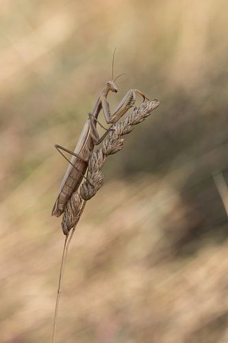 Mantis religiosa