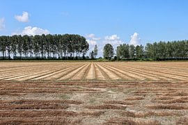 Flax by Harry de Visser