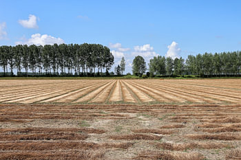 Flax