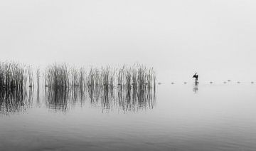 Een aalscholver in de mist in zwart en wit van Gea Gaetani d'Aragona