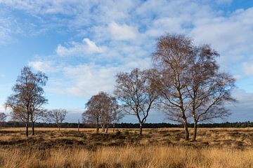 Birches on the heath, the Deelerveld by Jim van Iterson