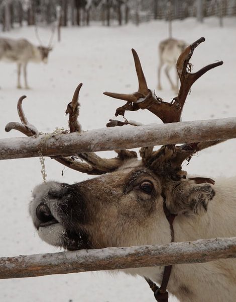 Rendier by Marleen van Es