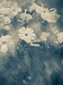 Blumen Teil 486