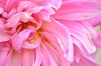 Dahlia 'Cafe au lait rose'