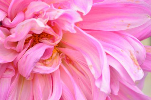 Dahlia Cafe au lait rose