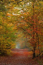Autumn colours in the 'Kaapse bossen' by Leo Kramp Fotografie