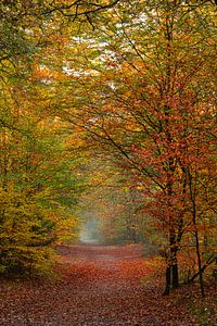 Herbstliche Farben in den 'Kaapse bossen'