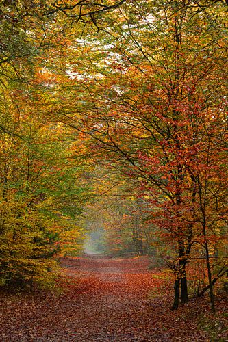 Herfstkleuren in de Kaapse Bossen