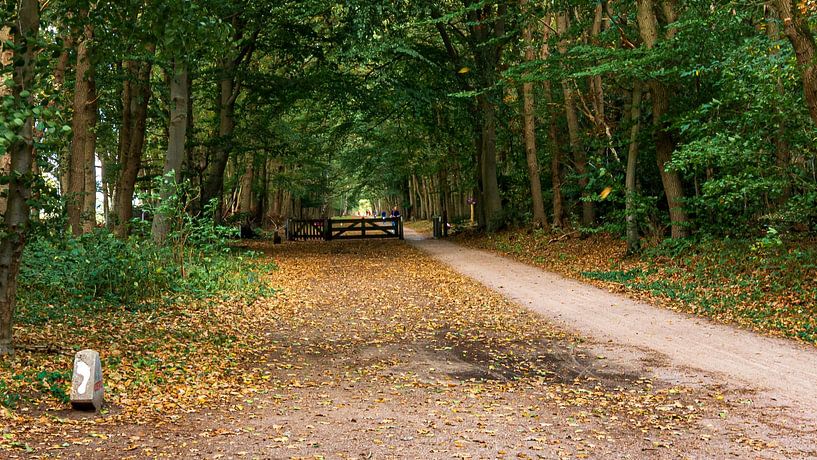 Westerheide van Peter Veerman