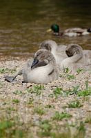 Schwan, Schwanenkinder, Schwanenbaby