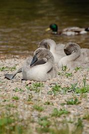 Schwan, Schwanenkinder, Schwanenbaby von Anna Hense