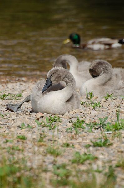 Cygne, enfants de cygne, bébé cygne par Anna Hense