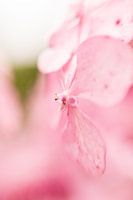 Hortus Botanicus | Botanische Gärten von Leiden | Blume | Pastell | Lensbaby fine Art Print