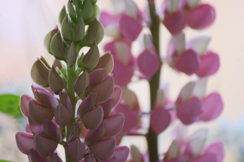 Lupine von Niek Traas